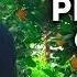 How To Plant Grow Care For Citrus Trees COMPLETE GUIDE