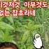 나훈아 잡초 가사 트로트
