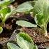 5 Biggest Mistakes Made When Starting Seeds Indoors