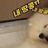 수술 후 마취에서 풀린 댕댕이의 귀여운 울음소리
