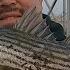 California Aqueduct Fishing O Neil Forebay Check 12 Striped Bass