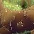 Speedpaint Ahornsee345