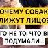Подписывайся тут говорят о собаках собака собаки зоопсихология собачники кинолог клетка