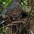 So Beautiful Nest On The Green Tree Nest