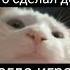 Кот флексит под лучшую музыку