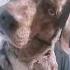Sounds That Will Make Your Dog Tilt Their Head 100 GUARANTEED Funny Dogs Squeaky Toy