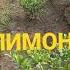 Лимон нихолларида хосилдорликни ошириш
