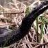 Гадюка громко шипит Звуки Природы The Viper Hisses Loudly Sounds Of Nature Shorts
