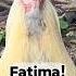 Frankie Rooster Calls Fatima Chickens Funnymemes Arabic Viralshorts
