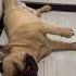 Главное быстро бежать французскийбульдог жрать Frenchbulldog