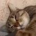 СПЯТ УСТАЛЫЕ КОТЯТА ОЧЕНЬ МИЛАЯ КОШЕЧКА спящий котенок милота милыйкотенок