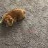 Chipi Chipi Chapa Chapa Cat Ultimate Meme Mashup Memes Cute Cats