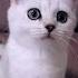 БЕЛКА НЕ ЛЮБИТ ПОДСТРИГАТЬ КОГТИ Cat