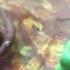Stop Motion Hello My Baby Hello My Honey Song