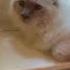 Когда наконец решил помыть окно My Sweet Birma Cats