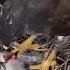20250512 TW 鳳頭蒼鷹餵食秀 2025 大安 區 鳳頭蒼鷹巢位直播 Crested Goshawk Nest Cam Taipei