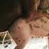 Pig Breeding