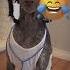 Snoop Dogg In The Animal