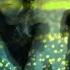 Hidden Light Radio Show 013 By Amber Revival HL013