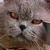 Cat APT Shock Kitten Shortvideo Music Song Apt Fypage Shorts Cat Lyrics