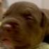 Кот охотится на щенка Puppy суперсобака собака милота Americanbully животные щенки смех кот