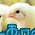 Танец Флешмоб Цыка цык Официально А С О