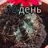 Цветение кактуса Гимнокалициума Кактус Гоша хочуврек актив кактусы