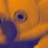 ORANGE BLUE Gummibär SPECIL REQUEST Russian HD Gummy Bear Song