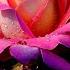 Beauty Of Nature Music Of Soul And Heart Sergey Grischuk