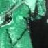 Zapp And Roger Dance Floor Guitar Solo Live