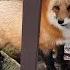 Alice The Fox The Fox Ate Herself And Fed The Dogs