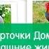 Картинки ДОМАШНИЕ ЖИВОТНЫЕ для детей карточки Домана часть 1