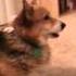 Corgi Howl