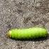 MONDAY MORNING CRAWL Shorts Youtubeshorts Memes Caterpillar