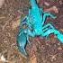 Scorpions Are So Interesting