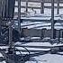 Заяц русак греется на солнце заяцрусак заяц
