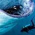 LAST TO SWIM WITH WILD SHARKS WINS