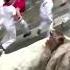Running Of The Bulls Kicks Off In Pamplona Spain