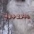 양치기개와 늑대가 싸우면 누가이길까