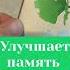 Плохая память рассеянность невнимательность Гинкобилоба и байкальский шлемник