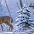 WINTER MUSIC МУЗЫКА ЗИМЫ ЗИМНИЙ ЛЕС