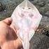 A Happy Ending Watch The Inspiring Rescue Of These Stingray Fish Shorts