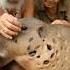 Elderly Couple Removes LIVE Botfly Larva From Capybara In SHOCKING Animal Rescue Botfly Cat