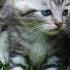 Cute Fanny Cat Ncs Music Video 1