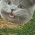 POKEMON КОШАРА ПОЙМАН И УБИТ В CAT S SUICIDE