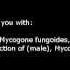 Testosterone Production Male Isochronic Tones 1 444 Hz Pure Series