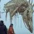 Останки дракона достали из моря