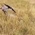 The Great Escape Animal