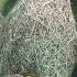 Building Together Weavers Nest Birdnest Nestbuilding Nature Together