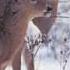 Cliff Richard We Should Be Together For Christmas With Lyrics